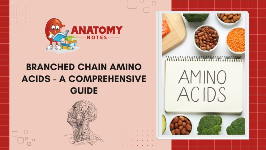 Branched Chain Amino Acids - A Comprehensive Guide