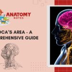 Broca’s Area - A Comprehensive Guide