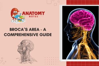 Broca’s Area - A Comprehensive Guide