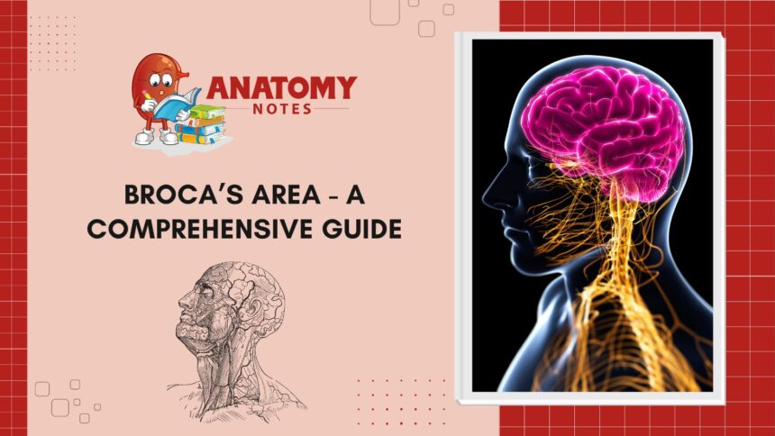 Broca’s Area - A Comprehensive Guide