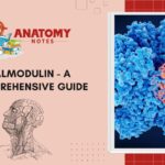 Calmodulin - A Comprehensive Guide