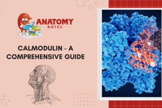 Calmodulin - A Comprehensive Guide