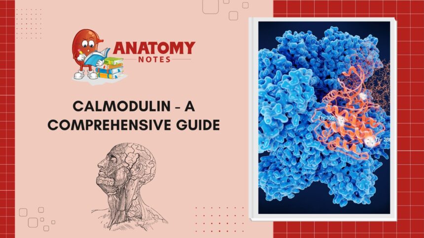 Calmodulin - A Comprehensive Guide