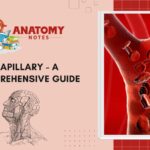 Capillary - A Comprehensive Guide