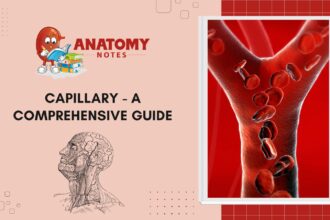 Capillary - A Comprehensive Guide