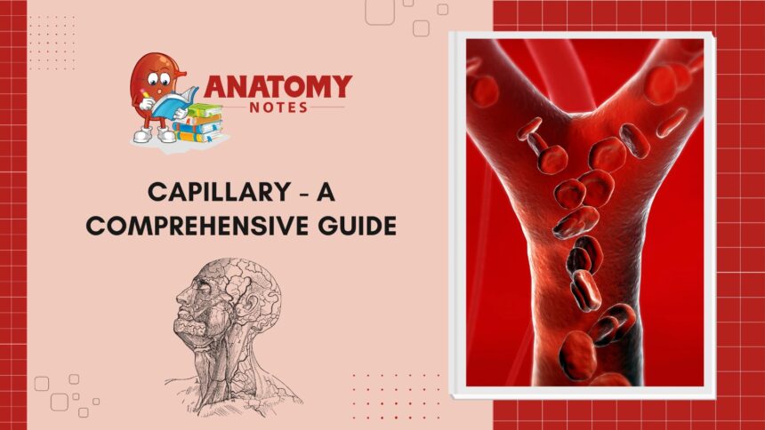 Capillary - A Comprehensive Guide