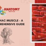 Cardiac Muscle- A Comprehensive Guide