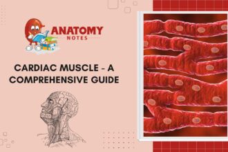 Cardiac Muscle- A Comprehensive Guide