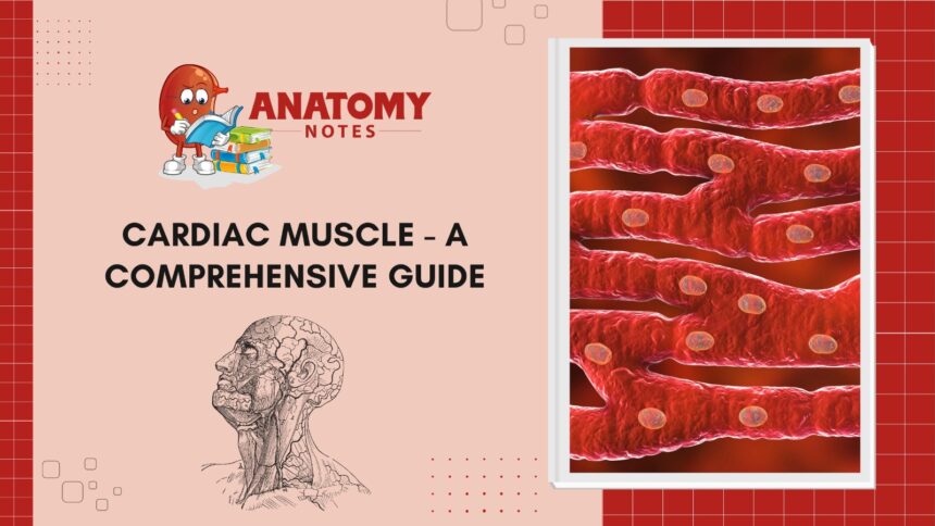 Cardiac Muscle- A Comprehensive Guide